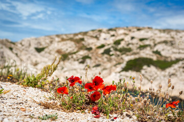 Les coquelicots