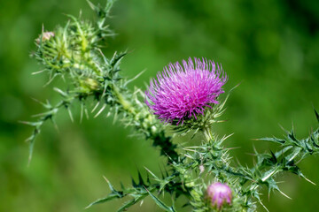 bright beautiful Pink thistle flowers