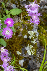 Obraz premium spring walks through the forest , the first flowers and the awakening of nature from hibernation