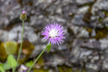 spring walks through the forest , the first flowers and the awakening of nature from hibernation