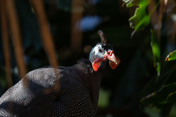 guinea fowl close-up portrait