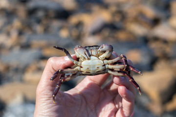 Crab held in hand