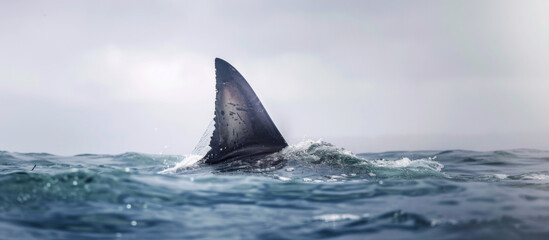 Fototapeta premium Great white shark fin skimming the ocean surface