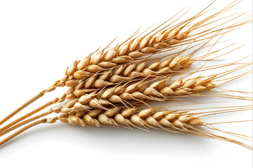Wheat ears or heads set isolated on white background. Package design element with clipping path