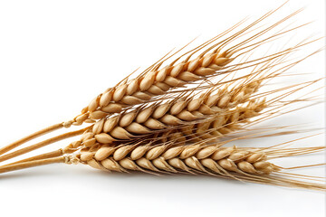 Wheat ears or heads set isolated on white background. Package design element with clipping path