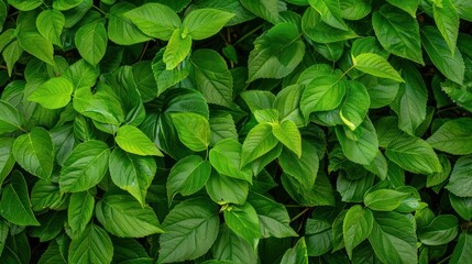 Dense Green Foliage Background