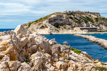 Paysage rocheux des iles du Frioul