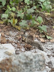 Chipmunk eating nut 