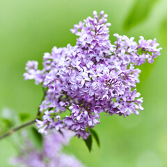 Nature background with spring flowers. Selective and soft focus. Close up.