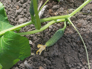 Young Cucumber Growing on Vine in Garden with Fresh Green Leaves and Soil