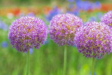 ネギ坊主のようなピンクのアリウム・ギガンチウムの花