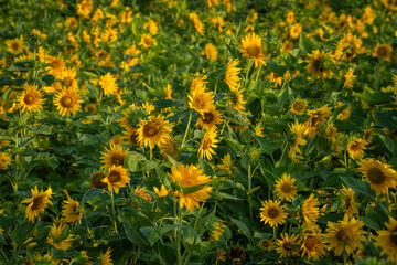 sunflower portrait in tropical country