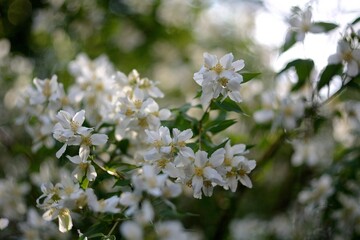 Blooming wildflowers, walking in the fields.