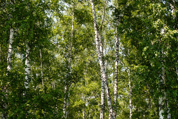 Fototapeta premium Birch trees. Atmospheric summery woods.