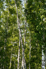 Fototapeta premium Birch trees. Picturesque summery woods.