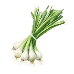 Watercolor of Fresh Kyoto-Style Green Onion Bunch on Isolated White Background