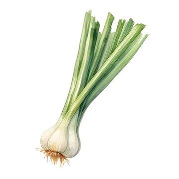 recommend clip art: Watercolor of Kyo-negi Green Onion Clipart on White Background