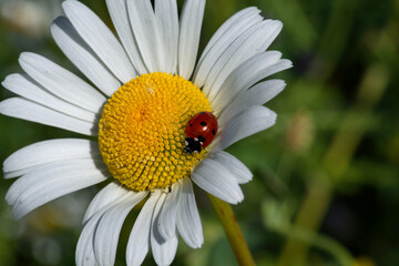 Fototapeta premium Ladybug is on a Garden marguerite closeup image.