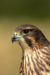 close up of a falcon