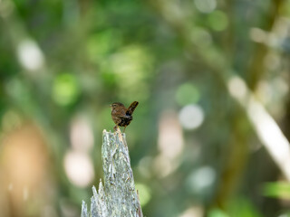 森の中で枯れ木に留まっているミソサザイ