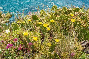 Fleurs sauvages de méditerranée © PPJ