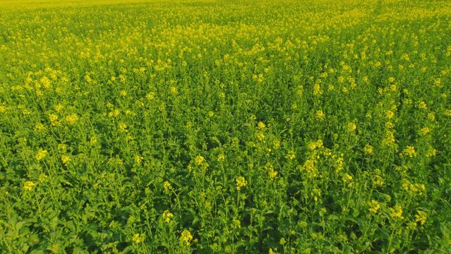 Wind Flutters Yellow Rapeseed Flowers. Blooming Yellow Rapeseed Farming Field. Rapeseed Oil. Yellow Flowers Of Rape On Canola Background Blue Sky.