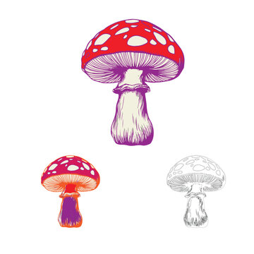 set of mushrooms vector illustration of mushrooms mushroom isolated on a white background sketch.
