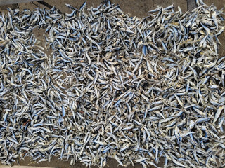 illustration of the process of drying fish to make it last longer