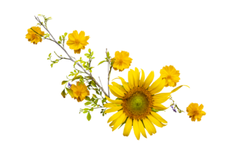 yellow flowers sunflowers, cosmos arrangement flat lay postcard style 