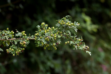 Hawthorn branches (Crataegus) with green berries close-up