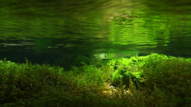 湧き水を水源とした清流