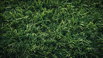 green grass top view texture background