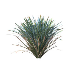 Lomandra glauca Aussie Blue Grass, Small Mat Rush, semak, rumput, bushes, shrubs, evergreen, small tree, bush, tree, big tree, light for daylight, easy to use, 3d render, isolated