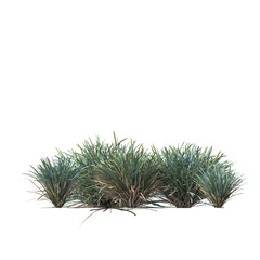 Lomandra glauca Aussie Blue Grass, Small Mat Rush, semak, rumput, bushes, shrubs, evergreen, small tree, bush, tree, big tree, light for daylight, easy to use, 3d render, isolated