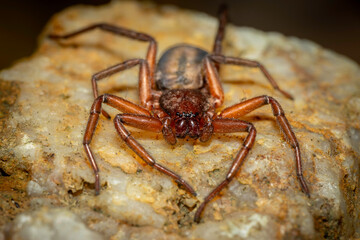 Flat spider, Narooma, NSW, January 2024