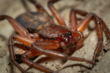 Flat spider, Narooma, NSW, January 2024