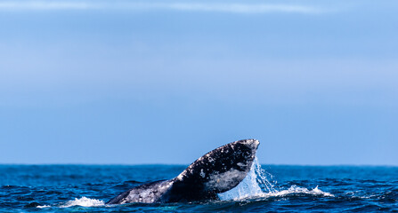 Obraz premium The Giant tail fin of a grey whale surfacing off the coast of california.
