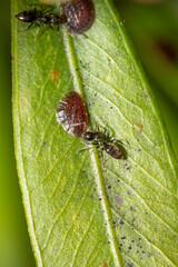 Scale insect and ant, Narooma, NSW, December 2023