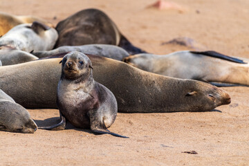 Fototapeta premium Detail of the seal colony at Cape Cross, off the skeleton coast of Namibia.