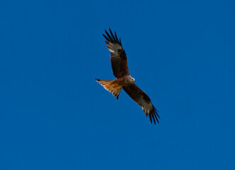 Red kite in flight