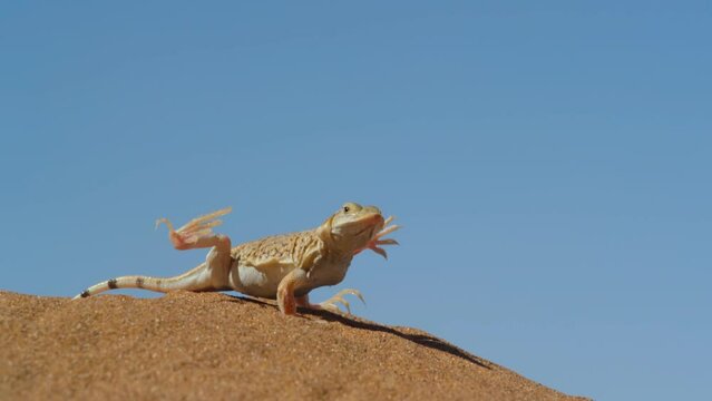 A desert lizard raising its legs and arms alternately due to the heat of the sand

