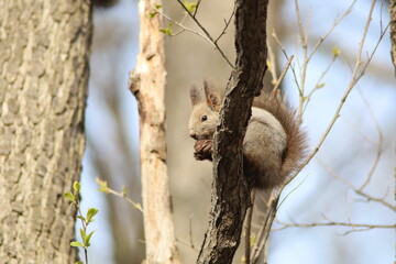 木の上でクルミを食べるエゾリス