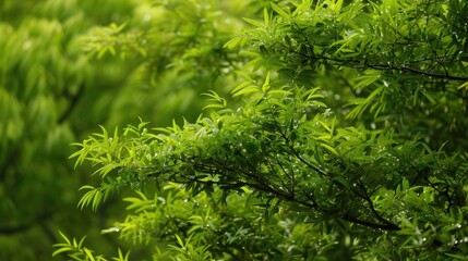 Chinese acacia s green foliage