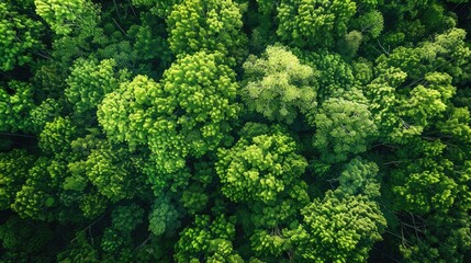 Naklejka premium Capture a stunning aerial perspective of lush green trees in the forest as a drone immerses you in the depths of their CO2 absorbing canopy These vibrant green giants form a captivating bac