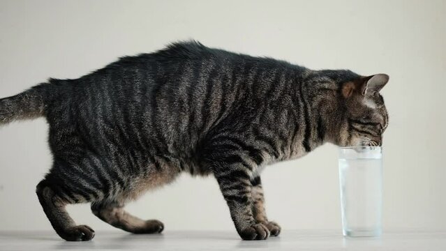 水を飲むキジトラ猫