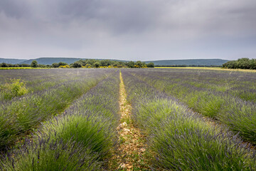 Lavender field in bloom in Provence, France