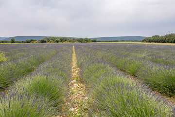 Fototapeta premium Lavender field in bloom in Provence, France
