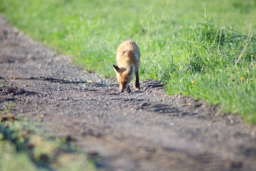 何かを探すキタキツネ