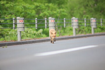道路を歩くキタキツネ