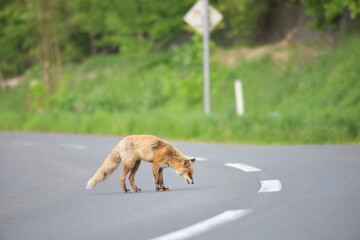 道路を歩くキタキツネ